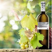 Descargar Ficha Rueda Verdejo